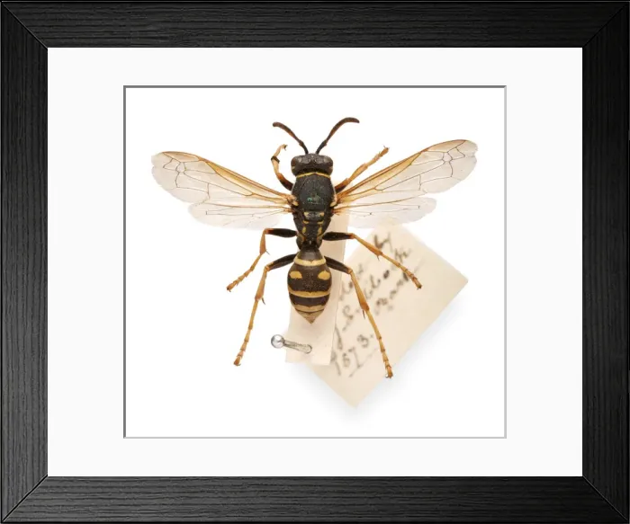 Framed Print : Sir John Lubbocks pet wasp Framed Print : Sir John Lubbocks pet wasp