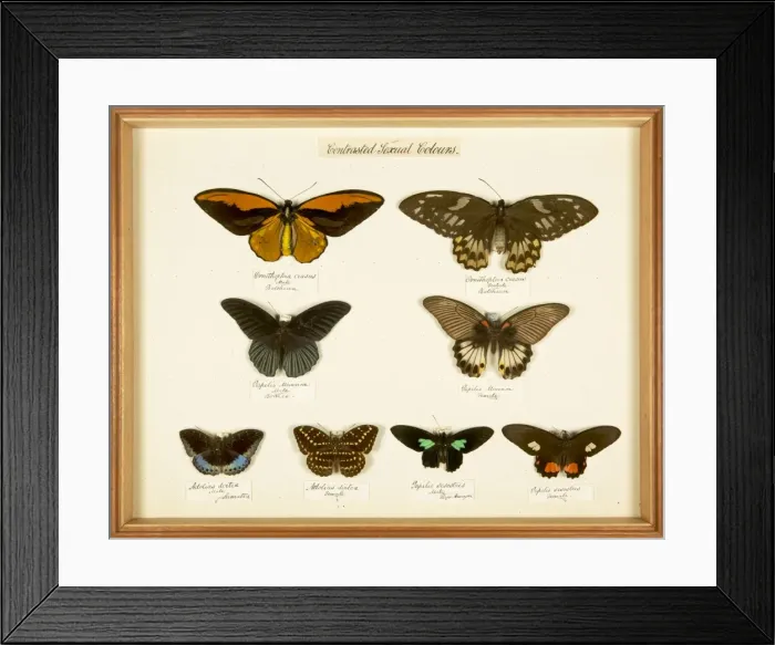 Framed Print : Entomological Specimens from the Wallace Collection Framed Print : Entomological Specimens from the Wallace Collection