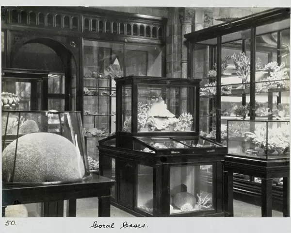 Coral Gallery c. 1895