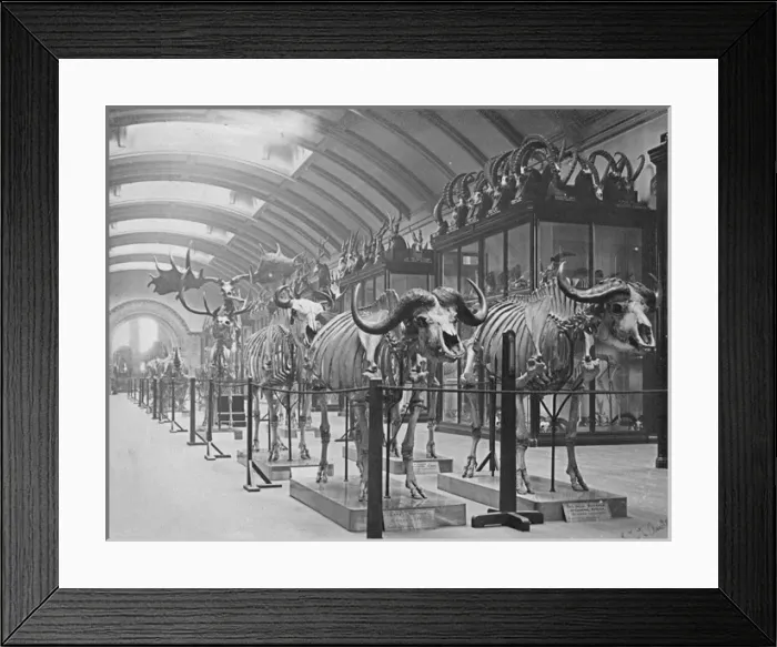 Framed Print : Osteological Gallery. 5th July 1892 Framed Print : Osteological Gallery. 5th July 1892
