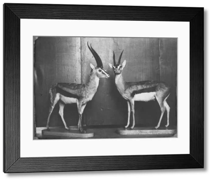 Framed Print : Thomsons Gazelles in Natural History Museum Framed Print : Thomsons Gazelles in Natural History Museum