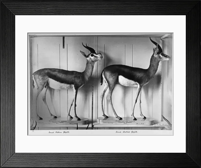 Framed Print : Gazelles in Natural History Museum Framed Print : Gazelles in Natural History Museum