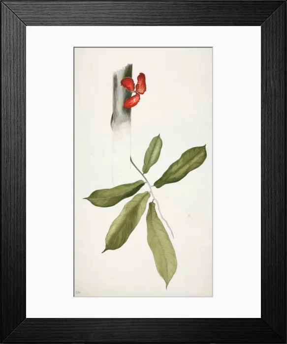 Framed Print : Cola sp. Kola nut Framed Print : Cola sp. Kola nut