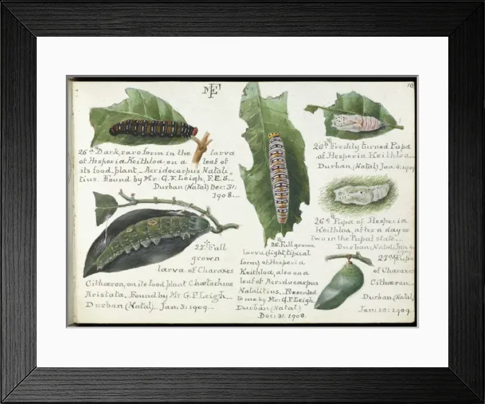 Framed Print : Sketchbooks of Lepidoptera, Margaret Fountaine Framed Print : Sketchbooks of Lepidoptera, Margaret Fountaine