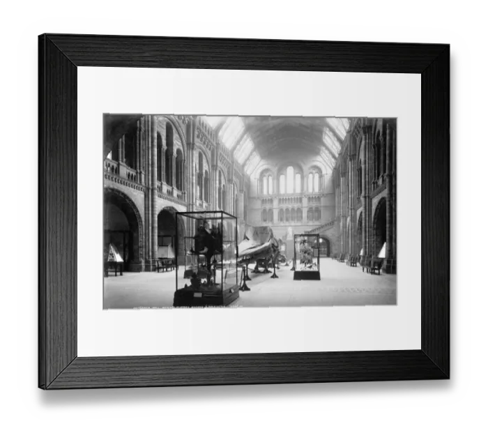 Framed Print : Central Hall, the Natural History Museum. 1902 Framed Print : Central Hall, the Natural History Museum. 1902