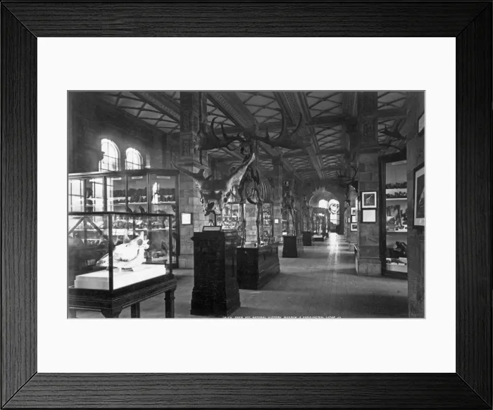 Framed Print : Fossil Mammal Gallery, Natural History Museum Framed Print : Fossil Mammal Gallery, Natural History Museum