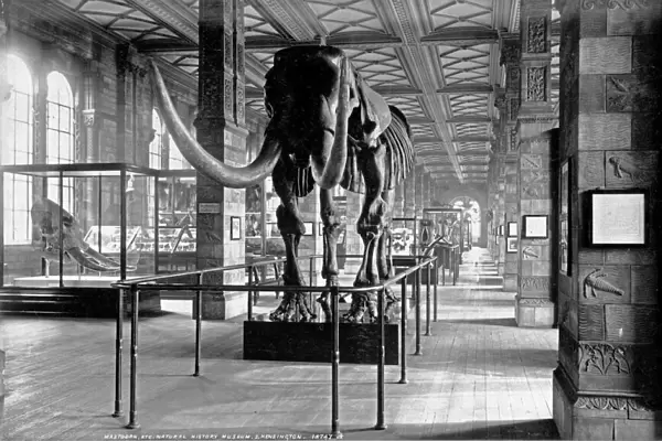 Geological Gallery Natural History Museum 1892