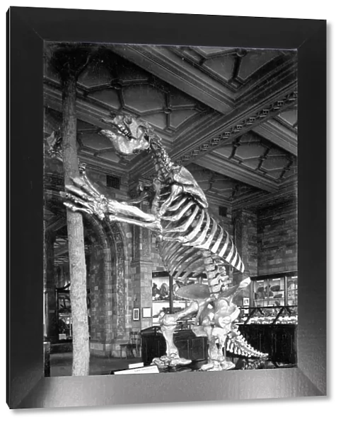 Giant Ground Sloth, Natural History Museum