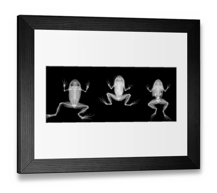 Framed Print : Nyctibatrachus major, frogs Framed Print : Nyctibatrachus major, frogs