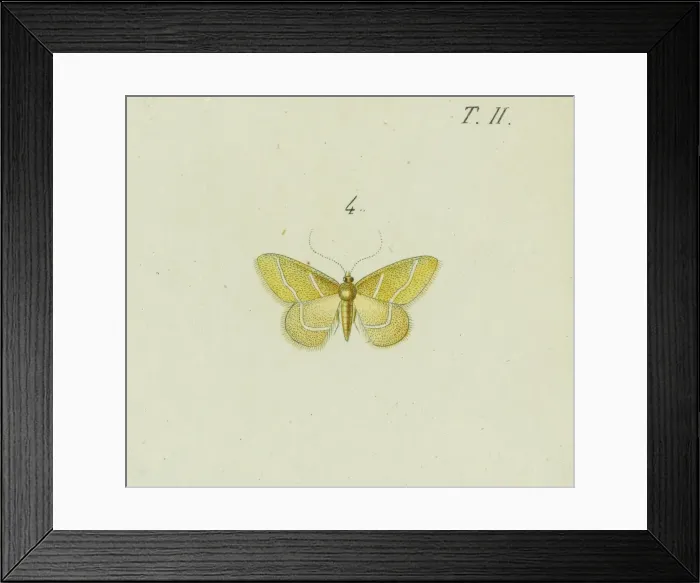 Framed Print : Hemithea squalidaria Framed Print : Hemithea squalidaria