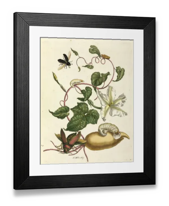 Framed Print : Metamorphosis insectorum Surinamensium Framed Print : Metamorphosis insectorum Surinamensium