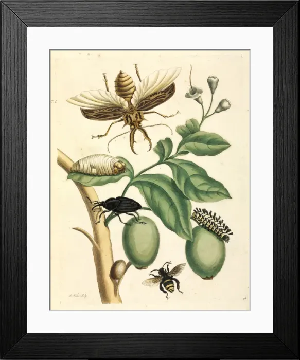 Framed Print : Metamorphosis insectorum Surinamensium Framed Print : Metamorphosis insectorum Surinamensium