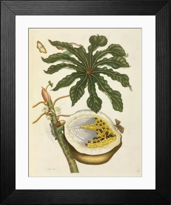 Framed Print : Carica papaya, Papaya Framed Print : Carica papaya, Papaya