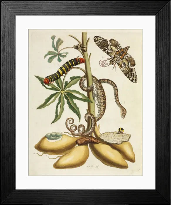 Framed Print : Metamorphosis insectorum Surinamensium Framed Print : Metamorphosis insectorum Surinamensium