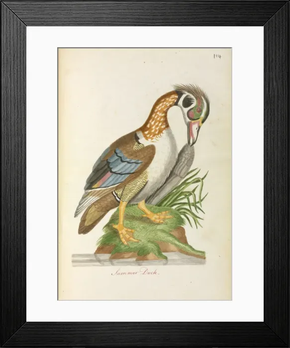Framed Print : Aix sponsa, Wood duck Framed Print : Aix sponsa, Wood duck