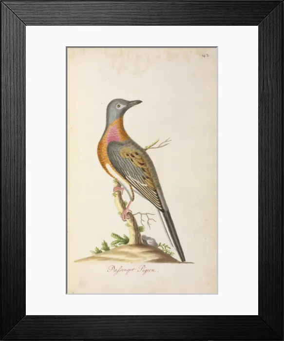 Framed Print : Ectopistes migratorius, Passenger pigeon Framed Print : Ectopistes migratorius, Passenger pigeon
