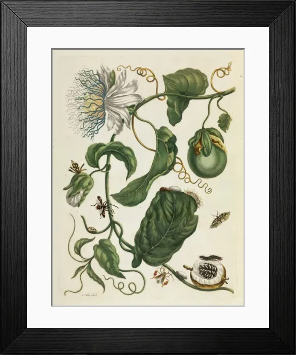 Framed Print : Metamorphosis insectorum Surinamensium Framed Print : Metamorphosis insectorum Surinamensium