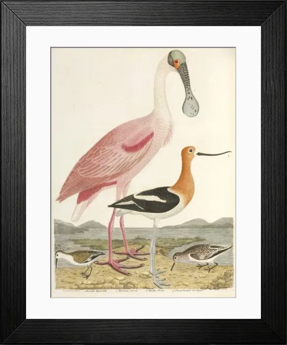 Framed Print : American Ornithology by Alexander Wilson, 1824 Framed Print : American Ornithology by Alexander Wilson, 1824