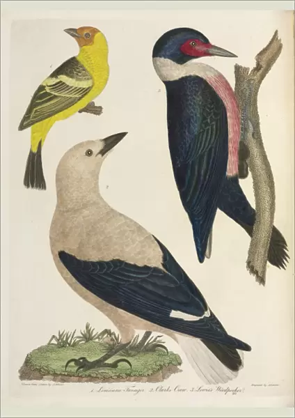American Ornithology by Alexander Wilson, 1824