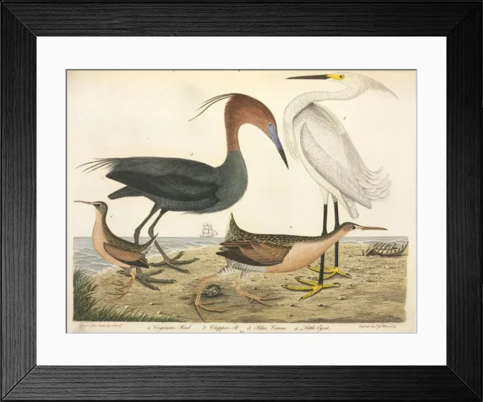Framed Print : American Ornithology by Alexander Wilson, 1824 Framed Print : American Ornithology by Alexander Wilson, 1824