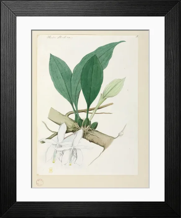 Framed Print : Orchid. Watercolour by Robert Schomburgk, 1840s Date: 1840 Framed Print : Orchid. Watercolour by Robert Schomburgk, 1840s Date: 1840