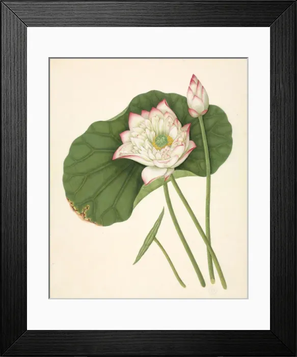 Framed Print : Nelumbo nucifera, Sacred lotus Framed Print : Nelumbo nucifera, Sacred lotus
