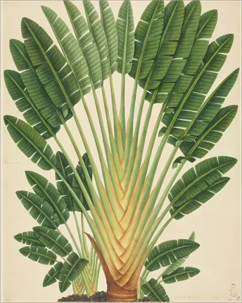 Urania speciosa; Palm