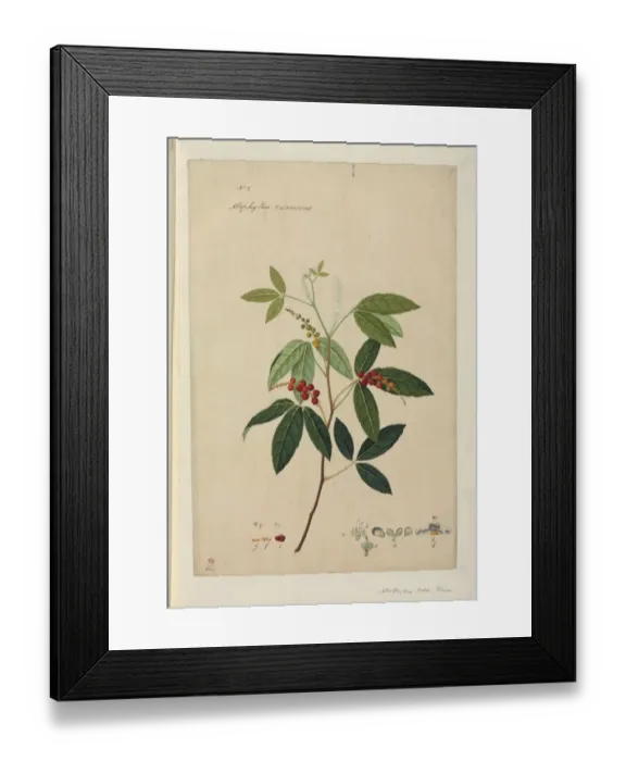 Framed Print : Allophylus racemosus Framed Print : Allophylus racemosus