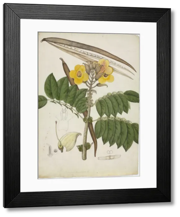 Framed Print : Markhamia stipulata Framed Print : Markhamia stipulata