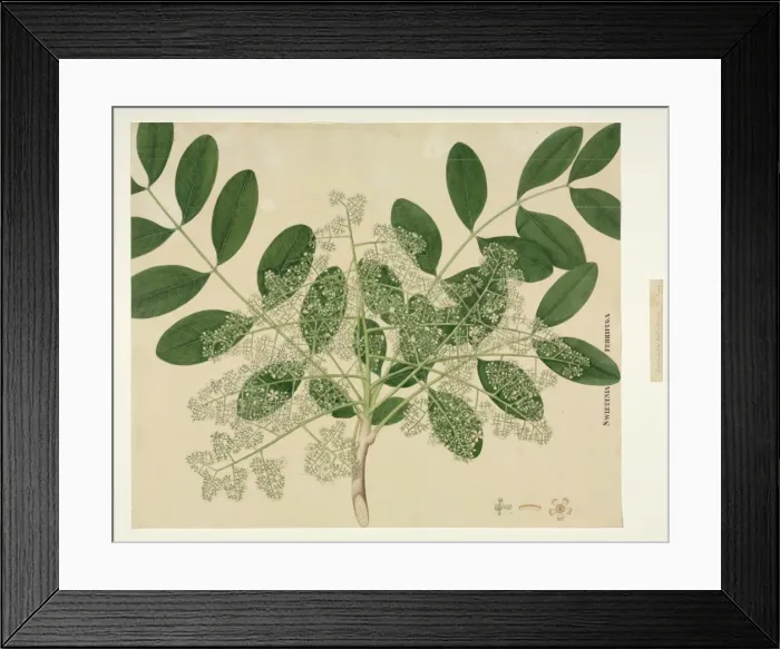 Framed Print : Soymida febrifuga, Rohan bark Framed Print : Soymida febrifuga, Rohan bark