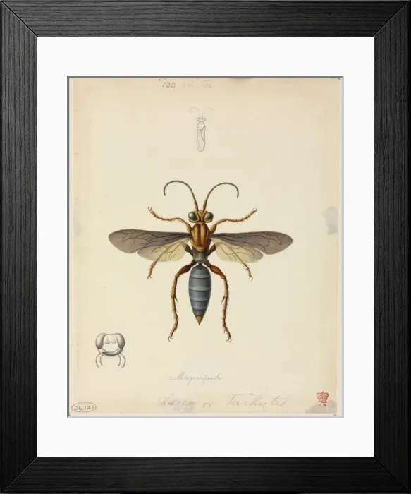 Framed Print : Tachytes sp. Sand-loving wasp Framed Print : Tachytes sp. Sand-loving wasp