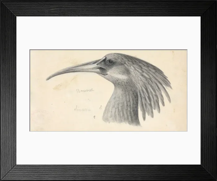 Framed Print : Bostrychia olivacea, Olive Ibis Framed Print : Bostrychia olivacea, Olive Ibis