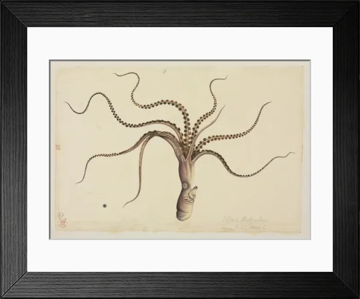 Framed Print : Eledone cirrhosa, Curled Octopus Framed Print : Eledone cirrhosa, Curled Octopus
