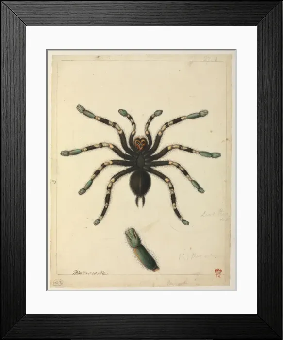 Framed Print : Tarantula. Watercolour by J Hayes from the Thomas Hardwicke Collection, c.1820 Date Framed Print : Tarantula. Watercolour by J Hayes from the Thomas Hardwicke Collection, c.1820 Date