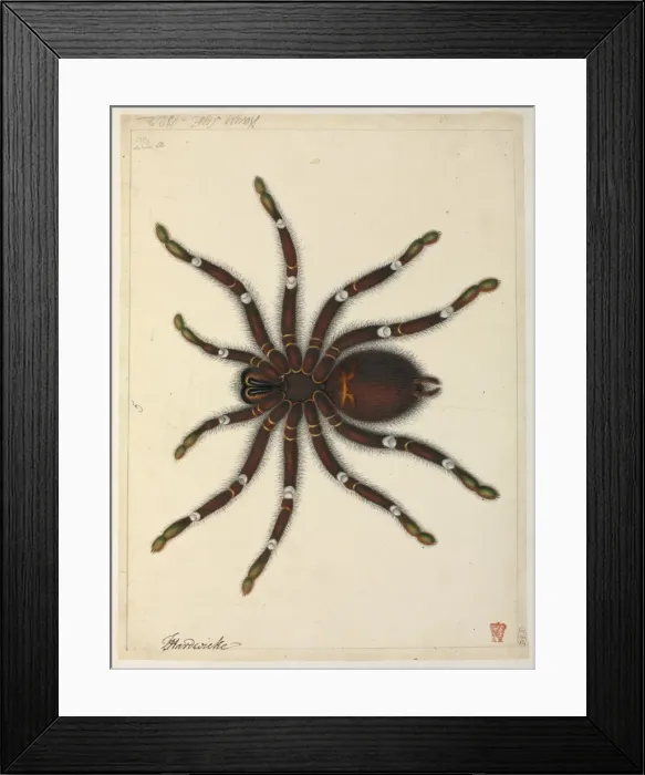 Framed Print : Tarantula. Watercolour by J Hayes from the Thomas Hardwicke Collection, c.1820 Date