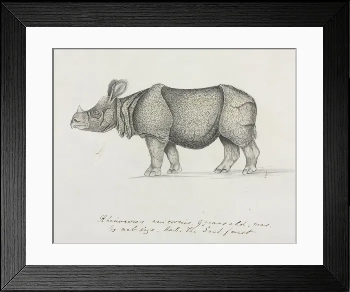 Framed Print : Rhinoceros unicornis, Indian Rhinoceros