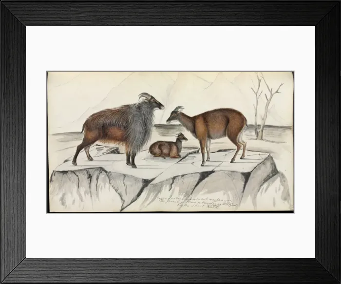Framed Print : Hemitragus jemlahicus, Himalayan tahr Framed Print : Hemitragus jemlahicus, Himalayan tahr