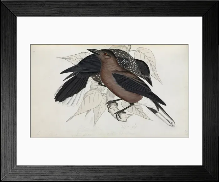 Framed Print : Nucifraga caryocatactes, Nutcracker Framed Print : Nucifraga caryocatactes, Nutcracker