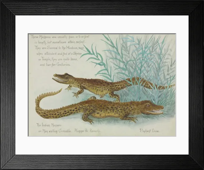 Framed Print : Crocodylus palnotis, Muggers Framed Print : Crocodylus palnotis, Muggers