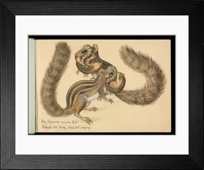 Framed Print : Funambulus sp. ; Palm squirrels carrying young Framed Print : Funambulus sp. ; Palm squirrels carrying young