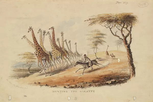 Hunting the Giraffe by William C Harris