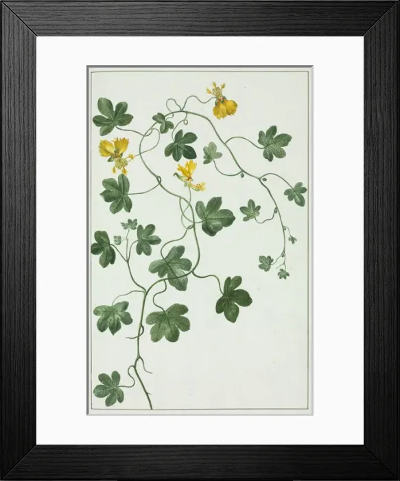 Framed Print : Tropaeolum peregrinum, Canary creeper Framed Print : Tropaeolum peregrinum, Canary creeper