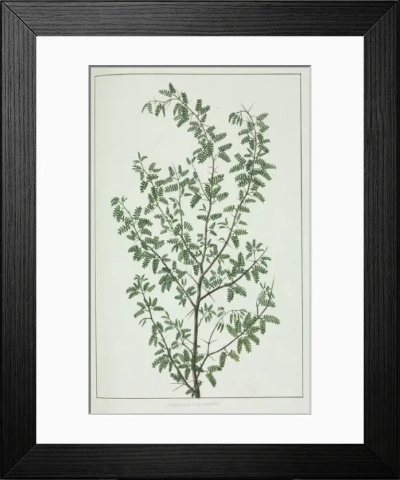 Framed Print : Pithecellobium circinale Framed Print : Pithecellobium circinale