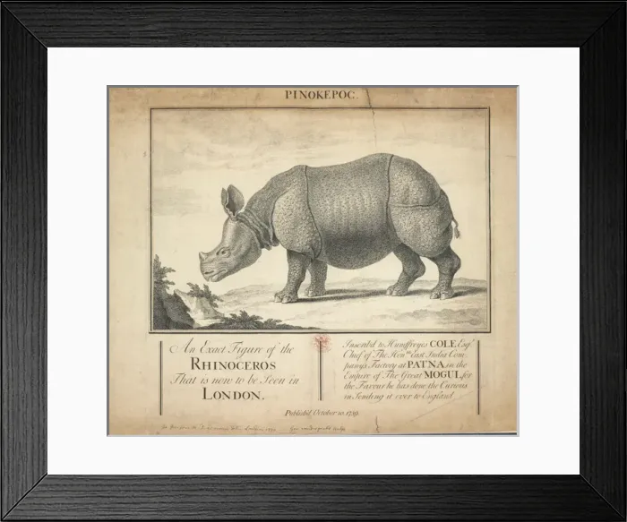 Framed Print : Rhinoceros unicornis, Indian rhinoceros