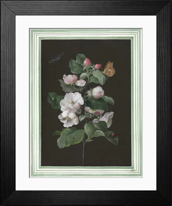 Framed Print : Hibiscus mutabilis, Cotton rose Framed Print : Hibiscus mutabilis, Cotton rose
