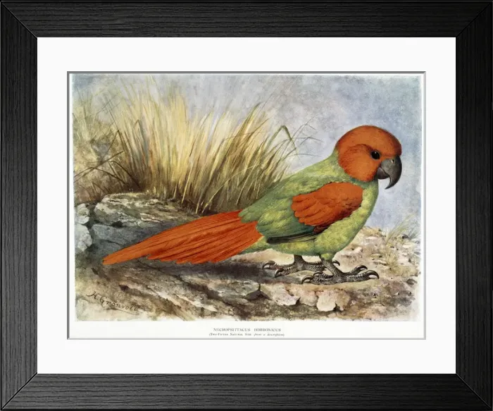 Framed Print : Walter Rothschilds Necropsittacus borbonicus Framed Print : Walter Rothschilds Necropsittacus borbonicus