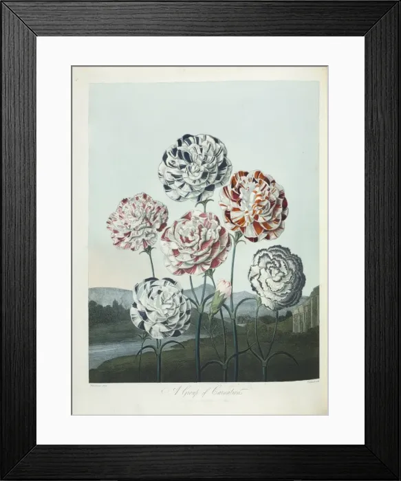 Framed Print : Dianthus sp. Carnations Framed Print : Dianthus sp. Carnations