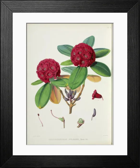 Framed Print : Rhododendron fulgens Framed Print : Rhododendron fulgens