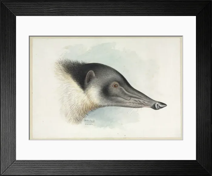 Framed Print : Nasua nasua coati, South American coati Framed Print : Nasua nasua coati, South American coati