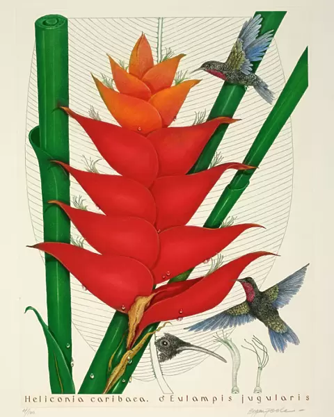 Purple-throated hummingbirds, male
